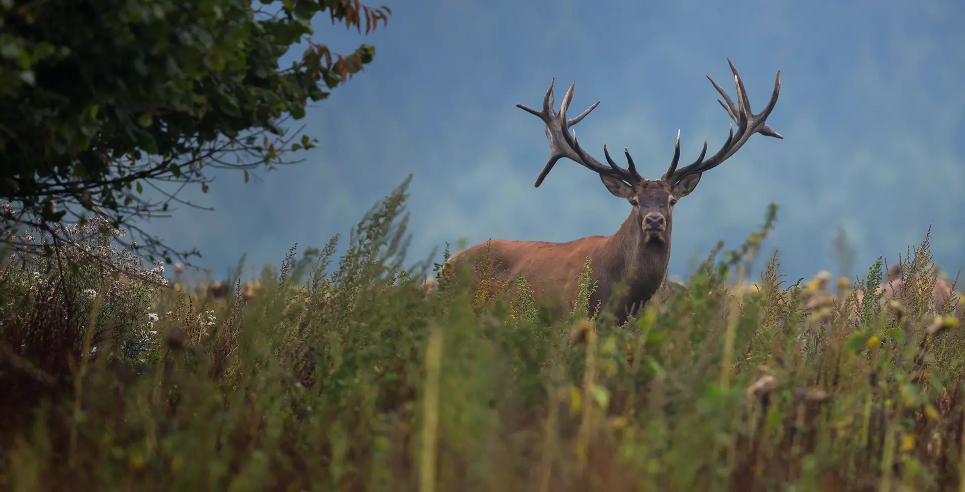 Hunting Photo